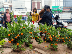 30.000 đồng/cây quất bát, khách hàng đua nhau mua